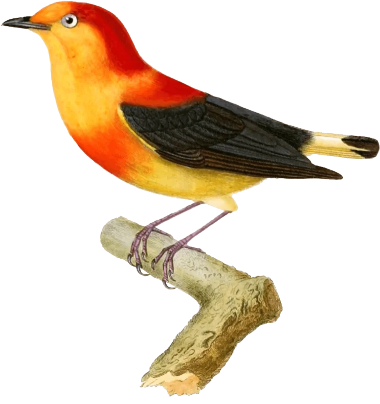 Painting of the Arapuru bird